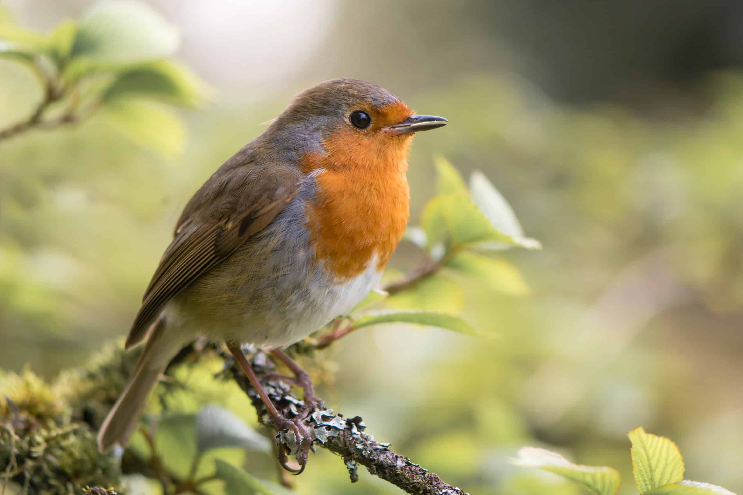 Rotkehlchen in den Garten locken