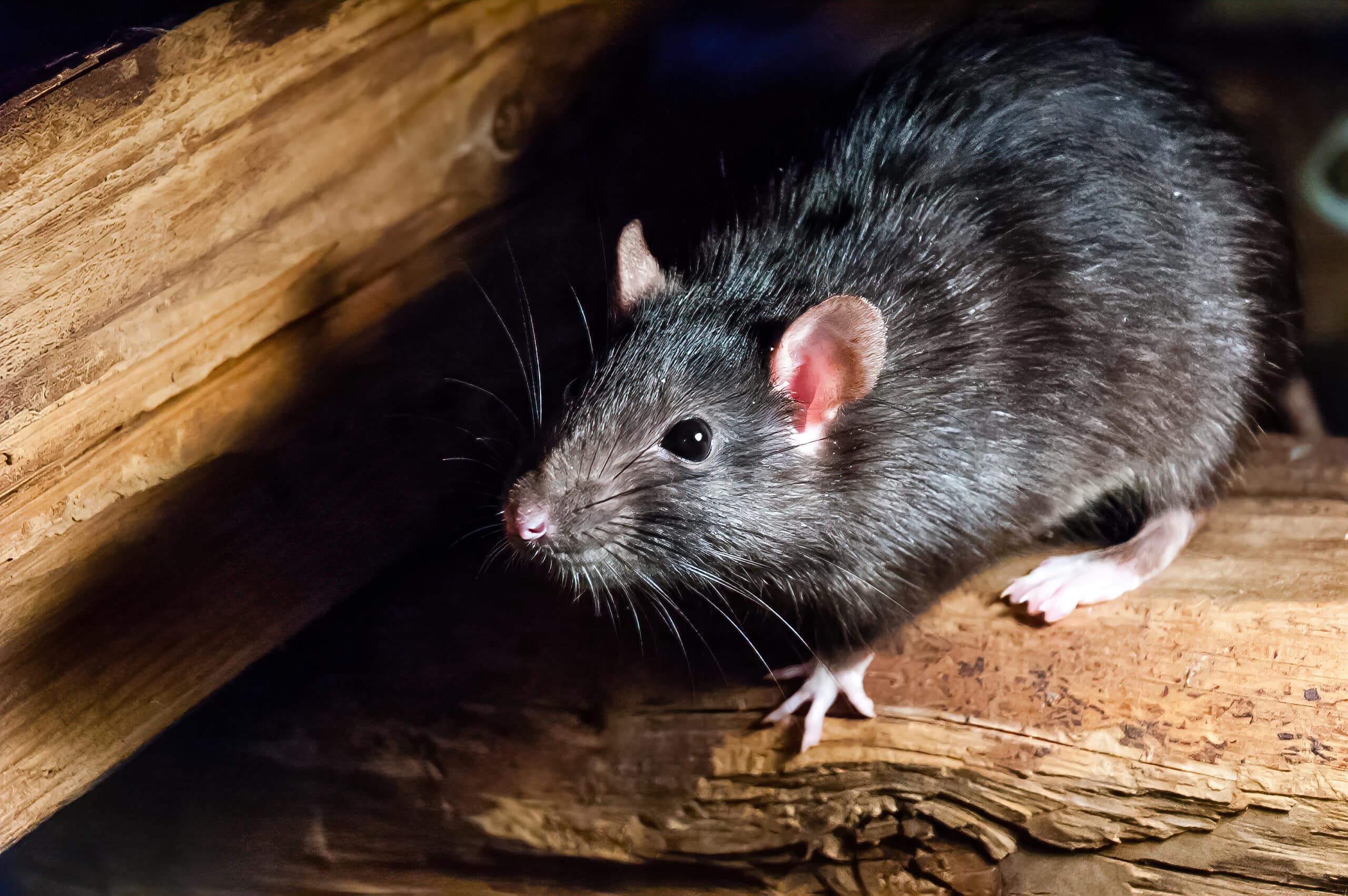 Parfüm zur Abwehr von Ratten im Winter