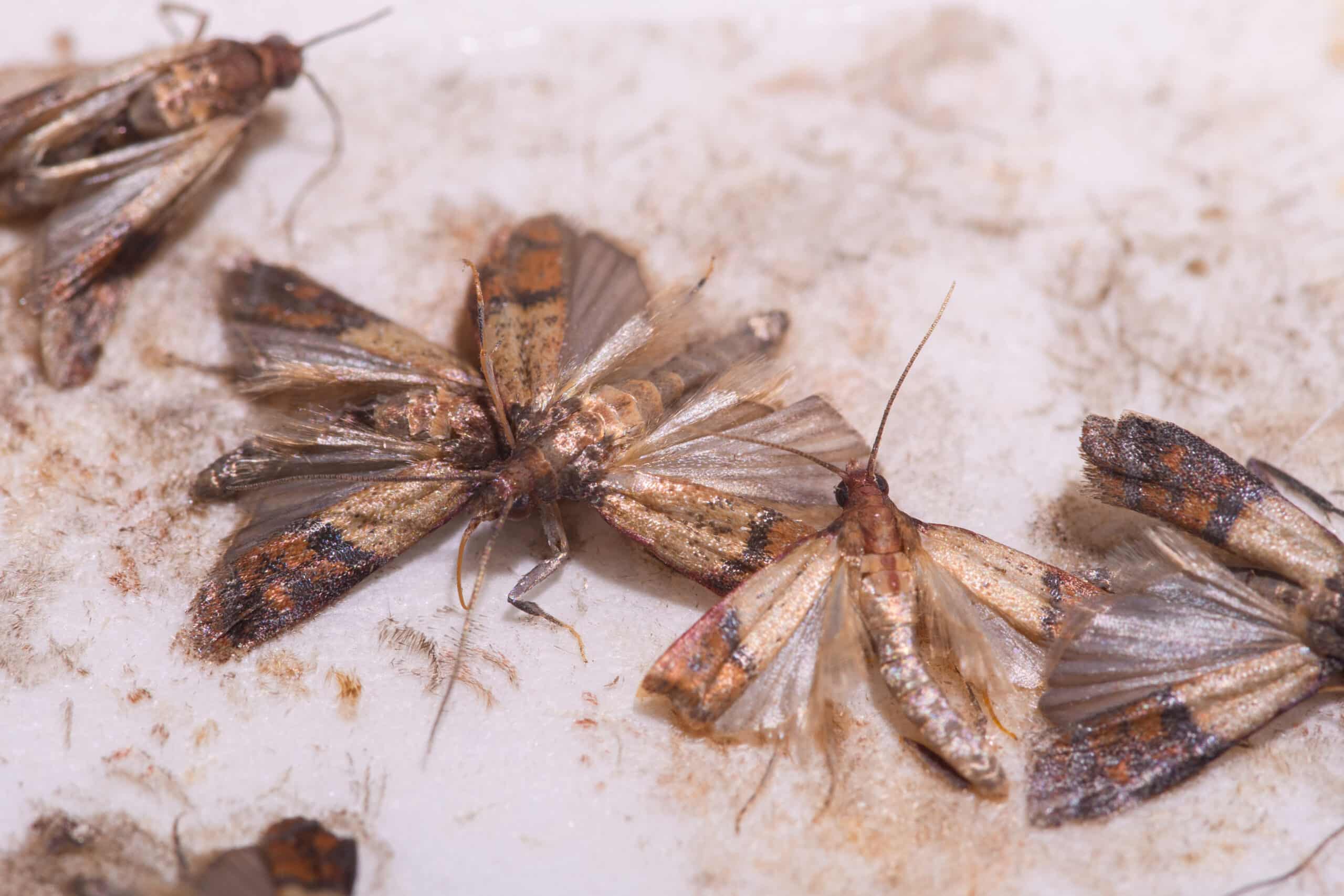 Lebensmittelmotten mit einem Föhn loswerden